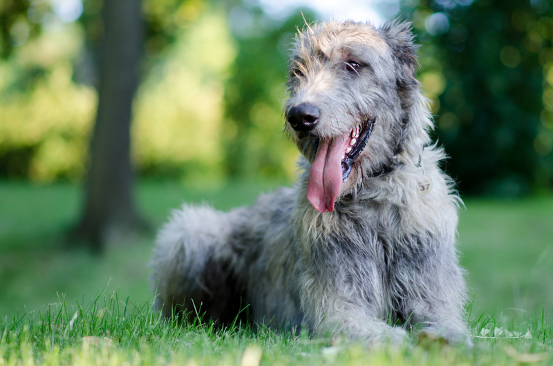 Perro lobo irlandés: $ 2,100 | Jana Oudova/Shutterstock