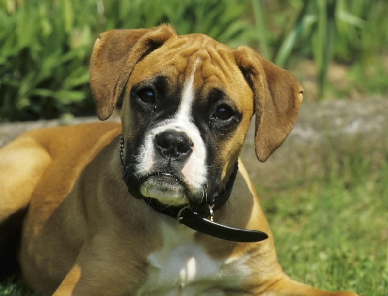 Boxer: $1,350 | Alamy Stock Photo by Zoonar/Birgit van Damsen