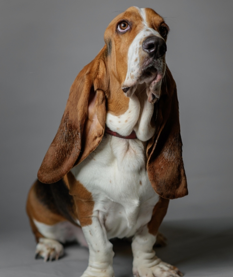 Basset Hound: $2,000 | Alamy Stock Photo by Doug loneman 