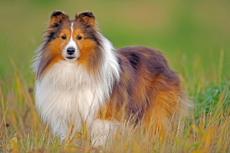 Perro pastor de Shetland: $ 3,000 | Alamy Stock Photo by Rolf Kopfle