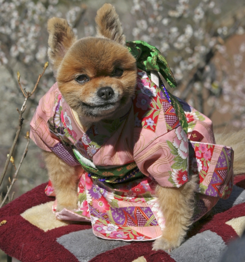 Conjuntos para perros | Alamy Stock Photo by Hideo Kurihara