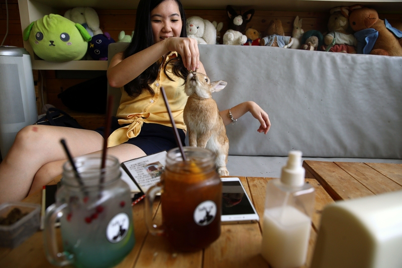 Cafeterías de conejitos | Alamy Stock Photo by REUTERS/Athit Perawongmetha