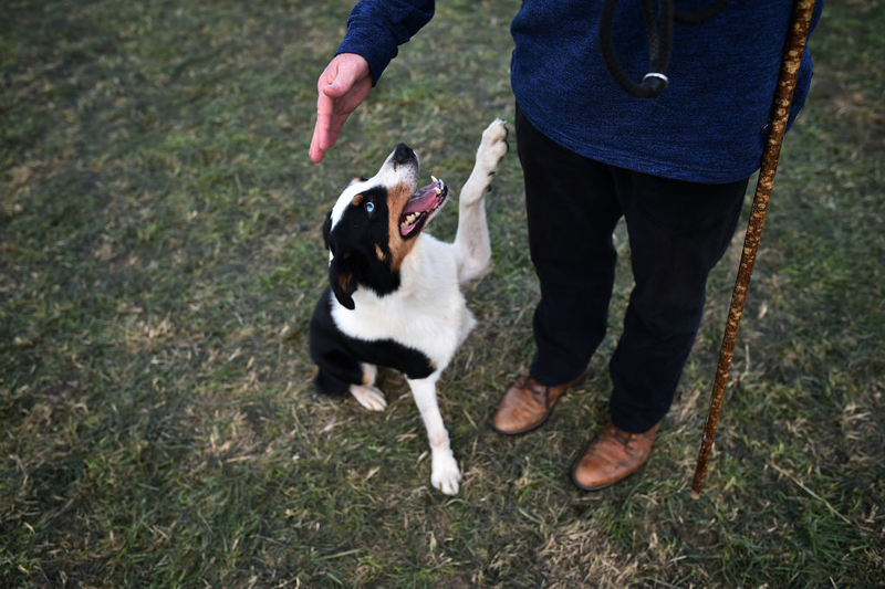 Paw Five | Getty Images Photo by Charles McQuillan