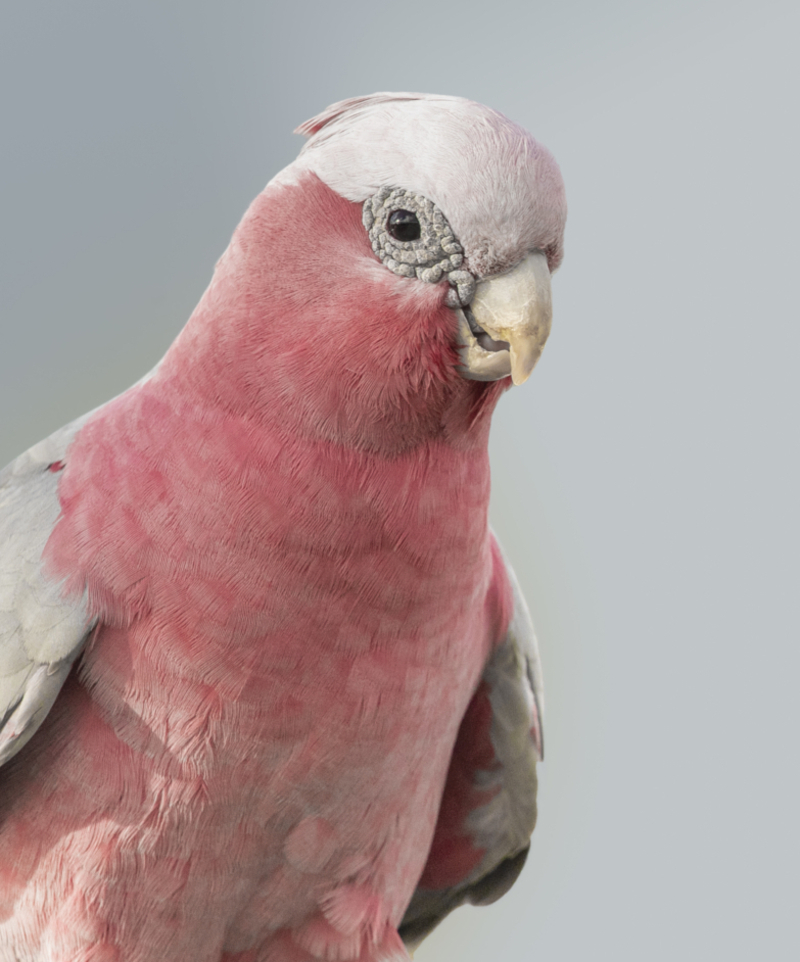 Droopy Wings | Getty Images Photo by Lea Scaddan