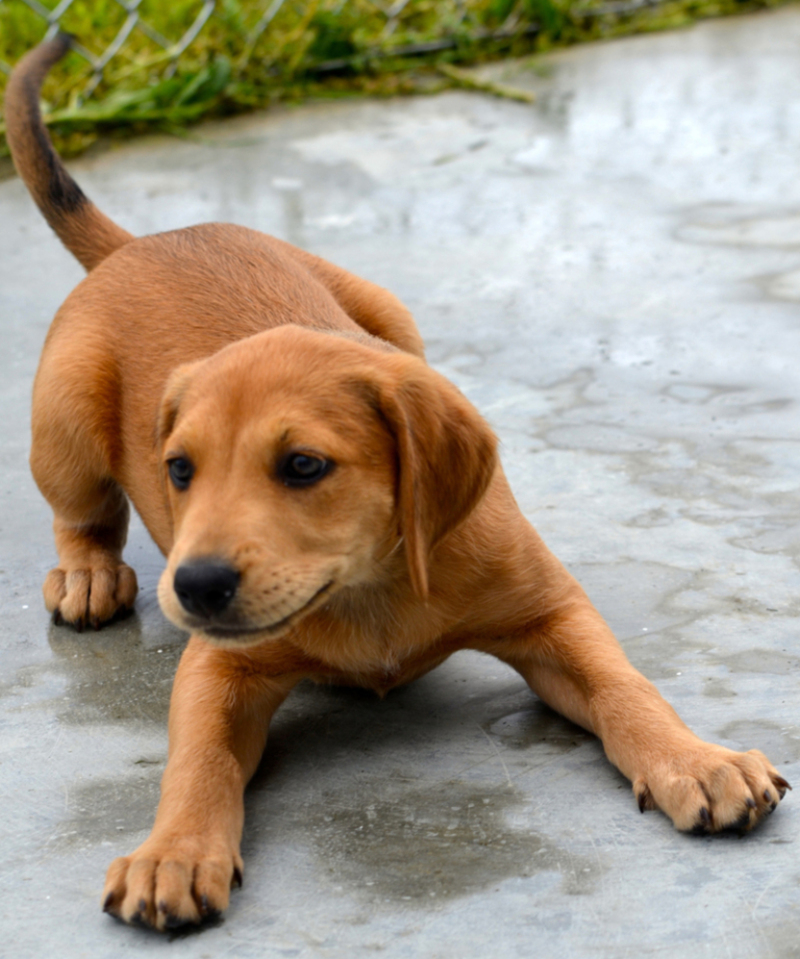 A Guide to Understanding Your Pet’s Body Language: Part 2 | Shutterstock