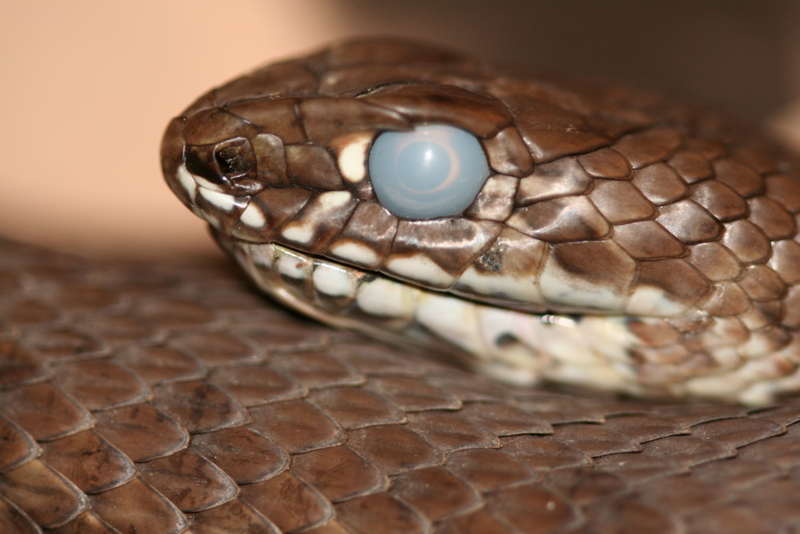 Snake Eyes | Getty Images Photo by Frank Buchter