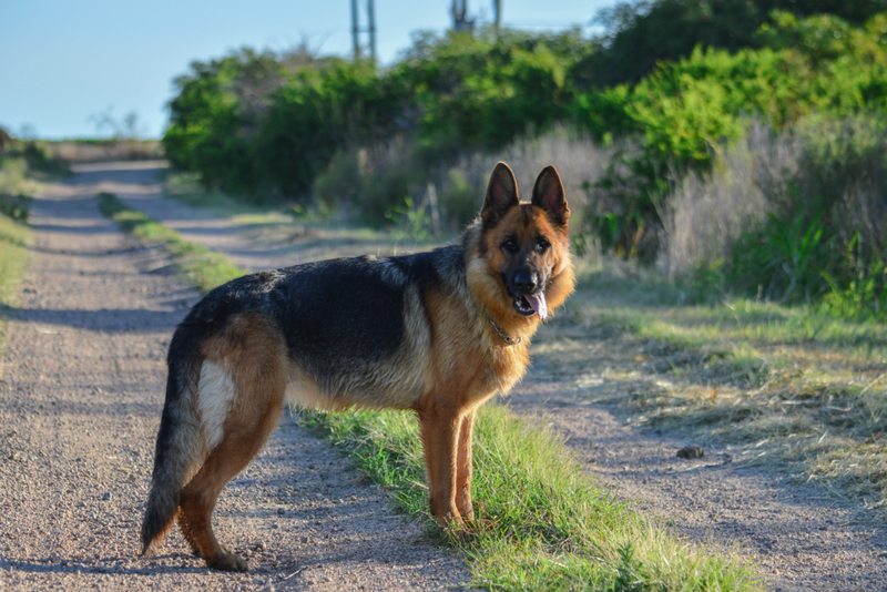 Open Mouth, Relaxed Tail, and High Ears | Getty Images Photo by Fernando Corales/EyeEm