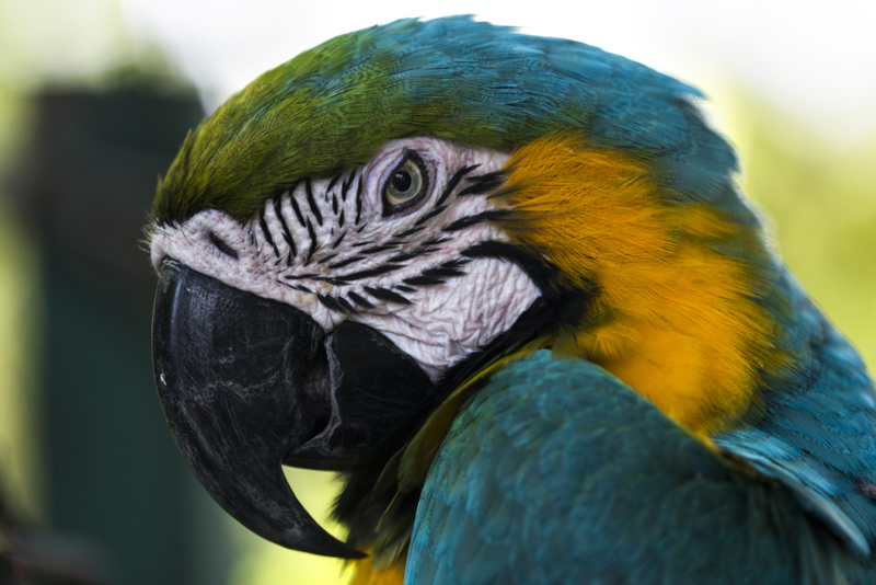 Growling Birds Are a Thing | Getty Images Photo by Oleksandr Zaichuk/EyeEm