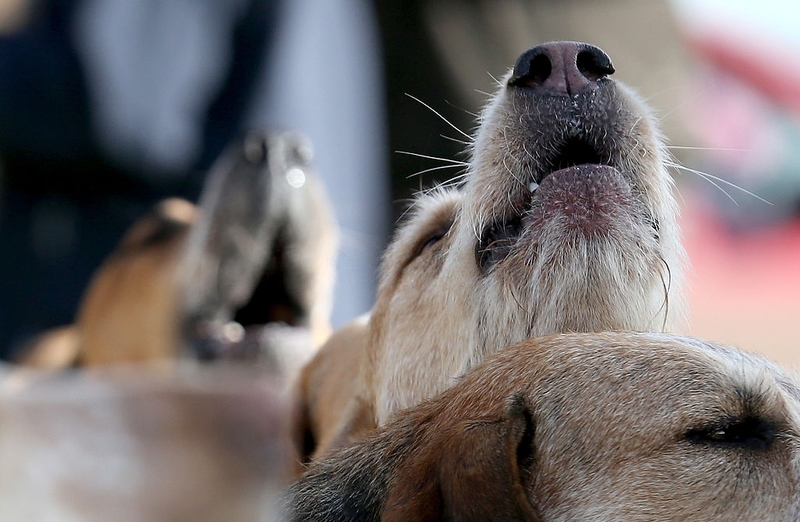 El significado de aullar | Getty Images Photo by Matt Cardy