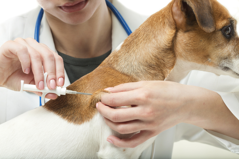 Get a Permanent Microchip Identifier | Shutterstock Photo by Iryna Kalamurza