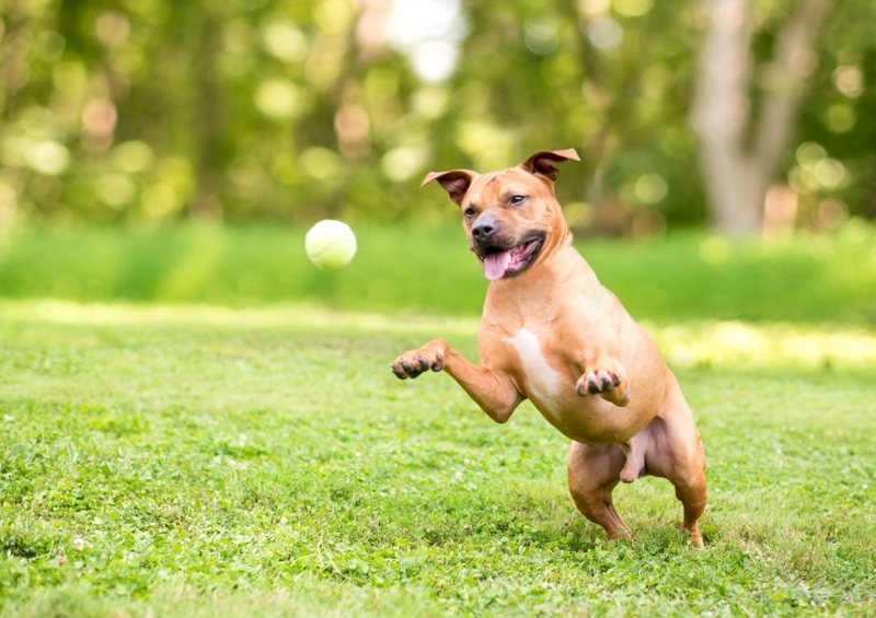 Burn Off All the Energy | Alamy Stock Photo by Mary H. Swift