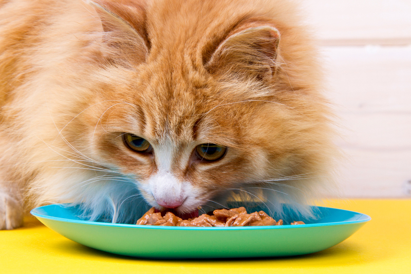 Use as Much Wet Food as Possible | Shutterstock Photo by Elizabett