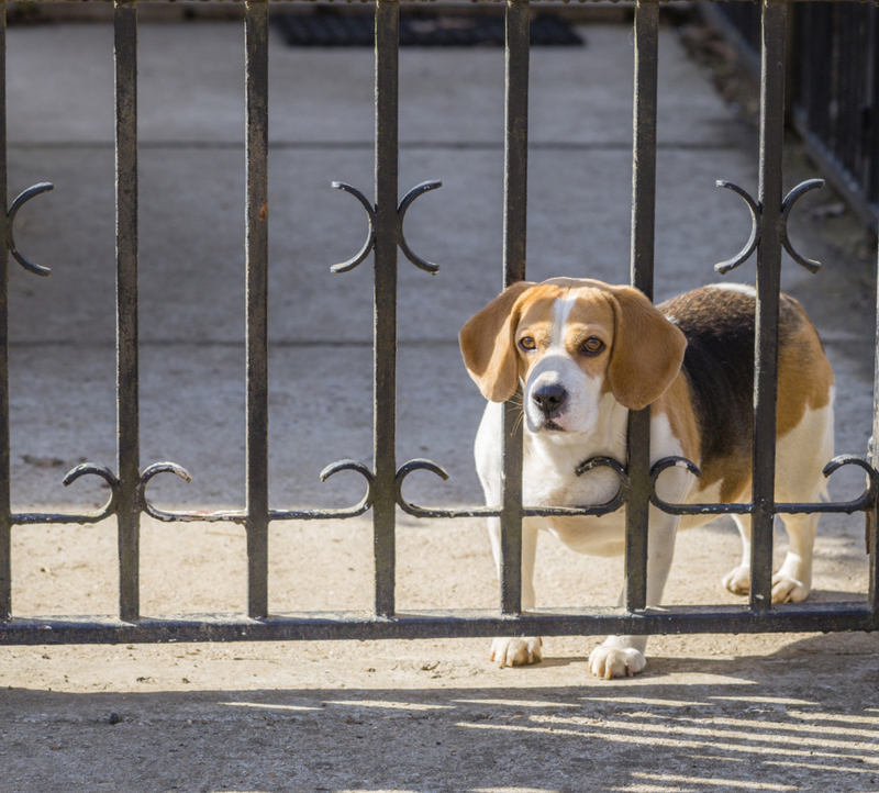 Making Sure Your Pets Can't Escape | Shutterstock Photo by Tynka