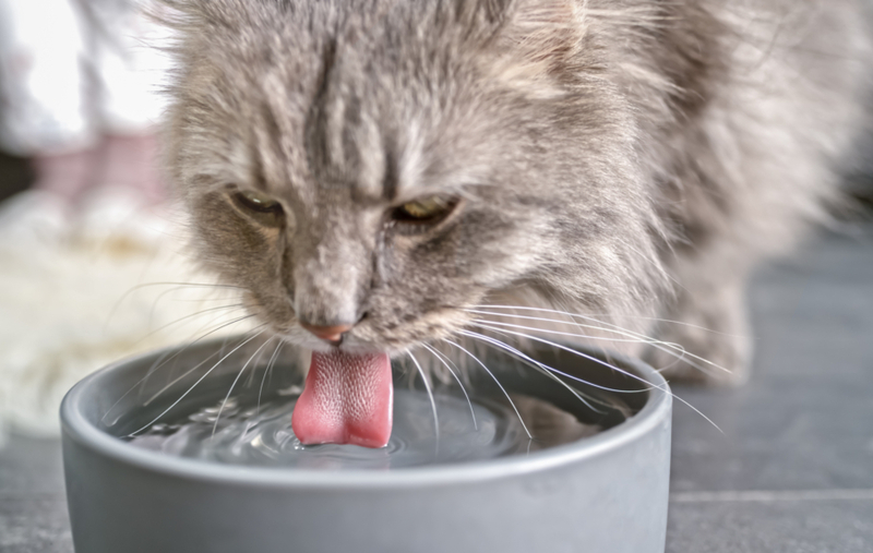 Separate Food and Water | Getty Images Photo by simonkr