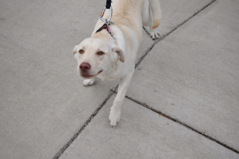 Use Carabiners to Keep Dogs in Place | Getty Images Photo by IKALSEMI