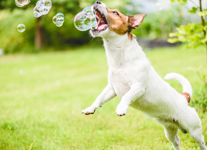 Lots of Fun for Everyone | Shutterstock Photo by alexei_tm