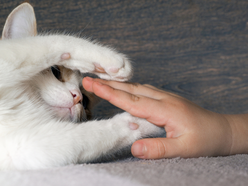 Touch Your Cat’s Paws | Shutterstock Photo by Irina Kozorog