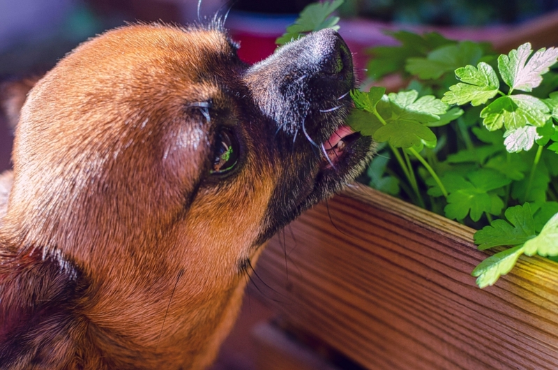 Freshen Up Pet Breath | Alamy Stock Photo by Mlle Sonyah