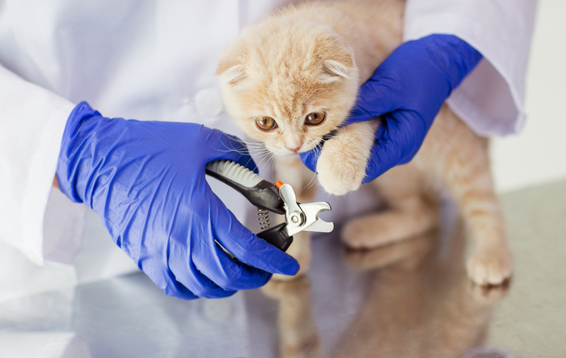 Take Care of Your Cat's Claws | Shutterstock Photo by Ground Picture