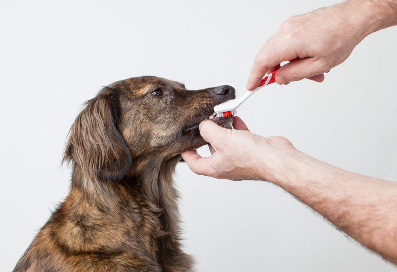 Daily Brushing Makes Things Better | Shutterstock Photo by The Dutch Photographer