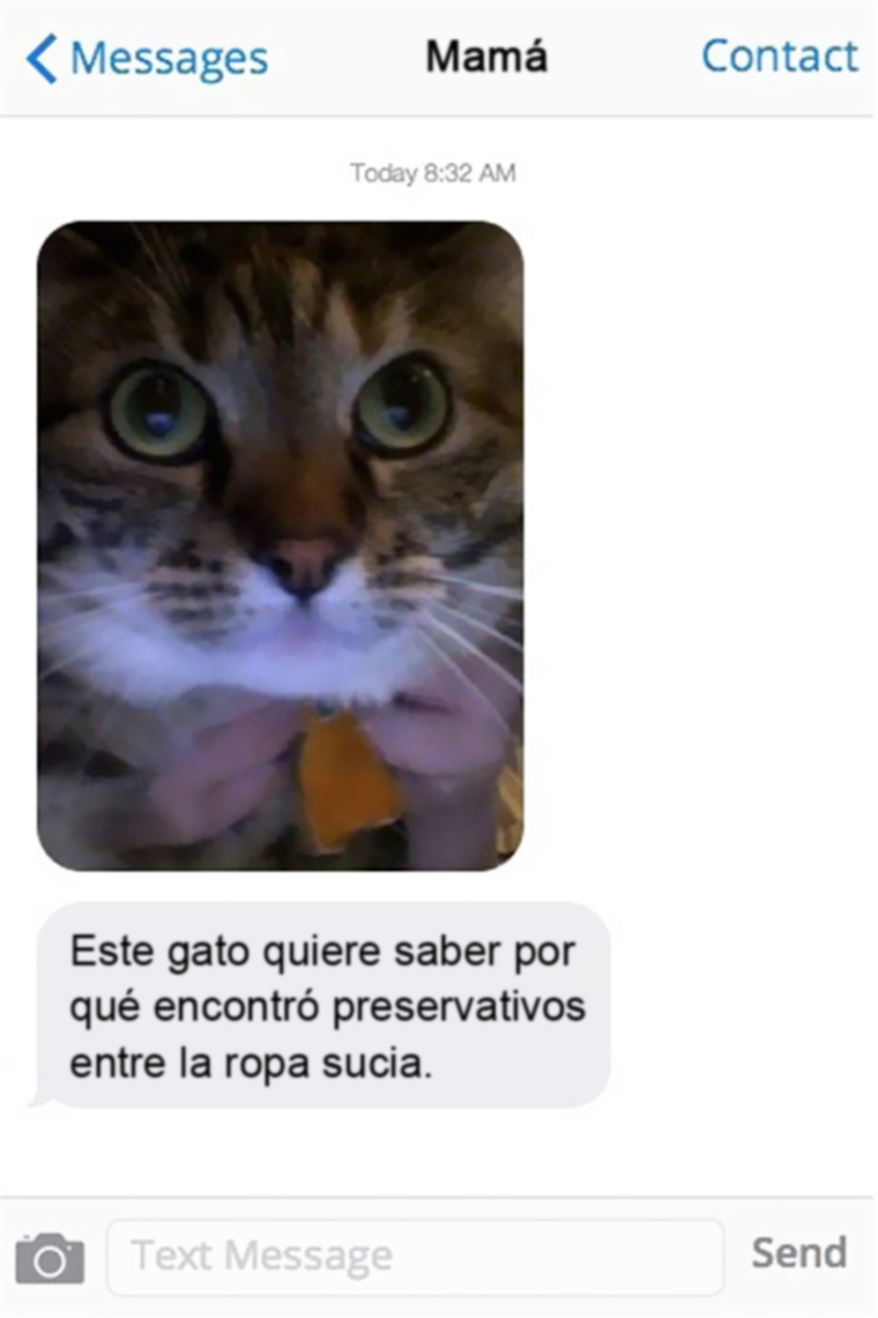 El gato entrometido | 