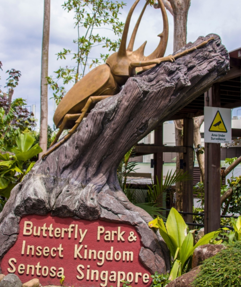 Butterflies and Insects | Alamy Stock Photo by Danny Ye