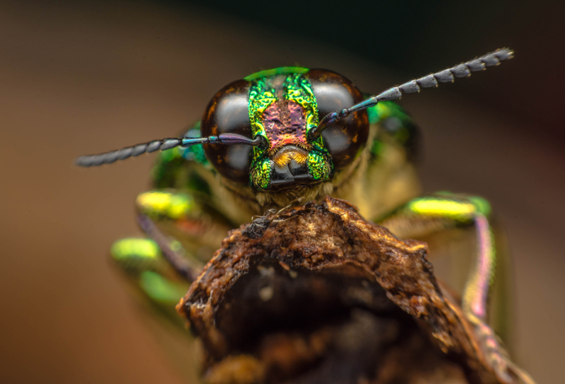 Why Are We So Afraid of Bugs? | Shutterstock