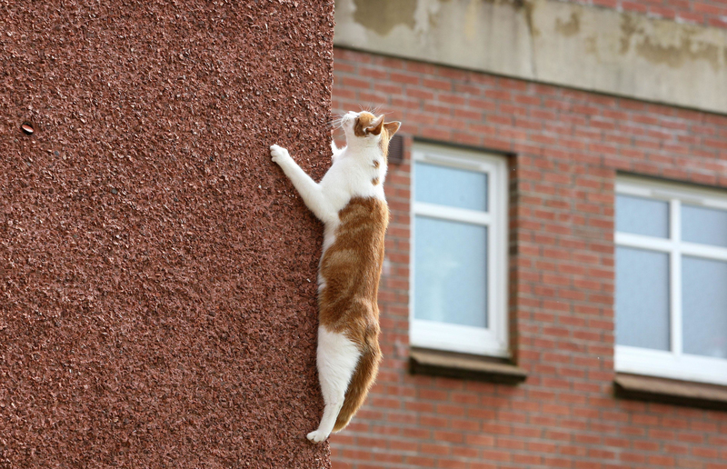 Volando alto | Alamy Stock Photo by Andrew Milligan/PA Images 