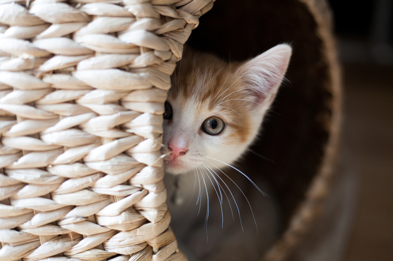 ¡No me toques! | Shutterstock Photo by Alex King Pics