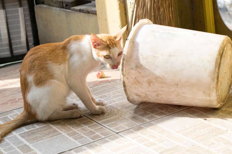 ¿Basura para el almuerzo? | Alamy Stock Photo by syahrir maulana 