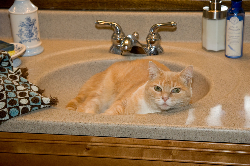 Siguiéndote al baño | Alamy Stock Photo by Richard Mittleman/Gon2Foto 