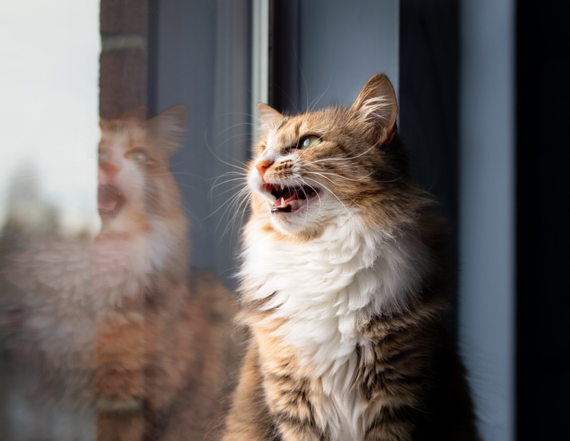 Charlando | Getty Images Photo by Petra Richli