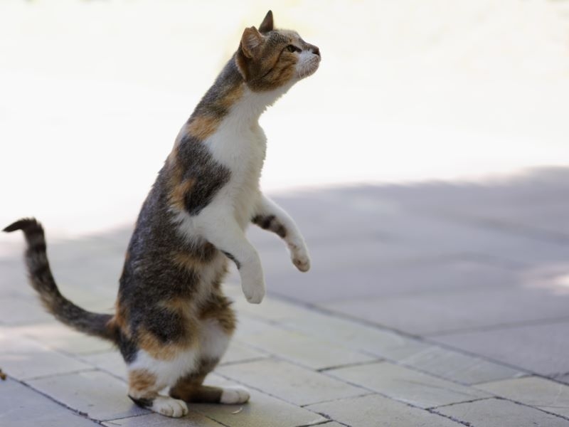 De pie sobre las patas traseras | Alamy Stock Photo by Authenticimages 