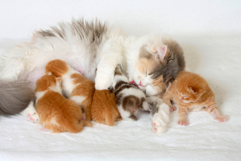 Las madres saben qué es lo mejor | Alamy Stock Photo by Petra Wegner