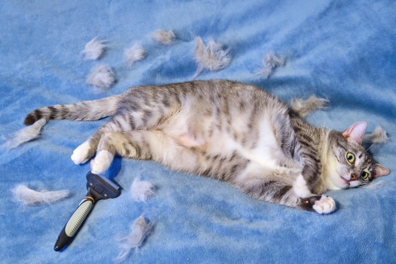 Toser bolas de pelo | Getty Images Photo by Andrey Zhuravlev