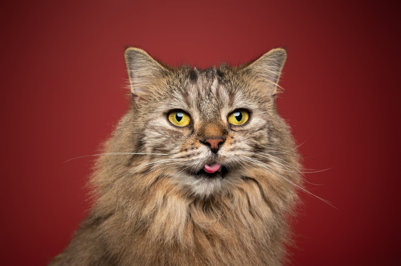 Lengua colgando | Getty Images Photo by Nils Jacobi