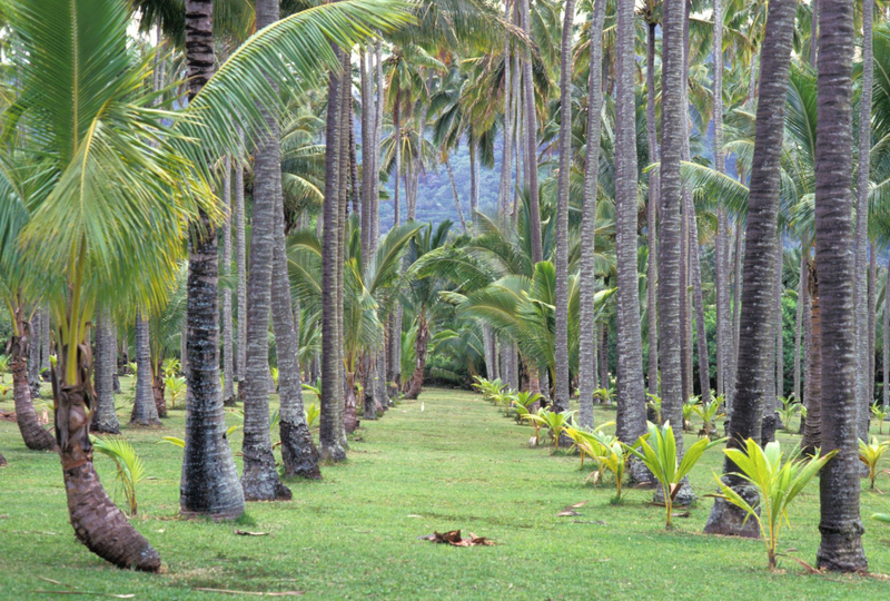 What Happened to the Coco Palms Resort? | Alamy Stock Photo by Photo Resource Hawaii/Franco Salmoiraghi