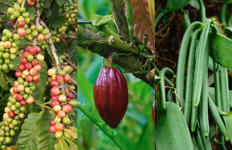 Coffee, Cocoa, and Vanilla | Alamy Stock Photo by Zoonar/u+h.eggenberger & Douglas Peebles Photography & Marcin Pikulski