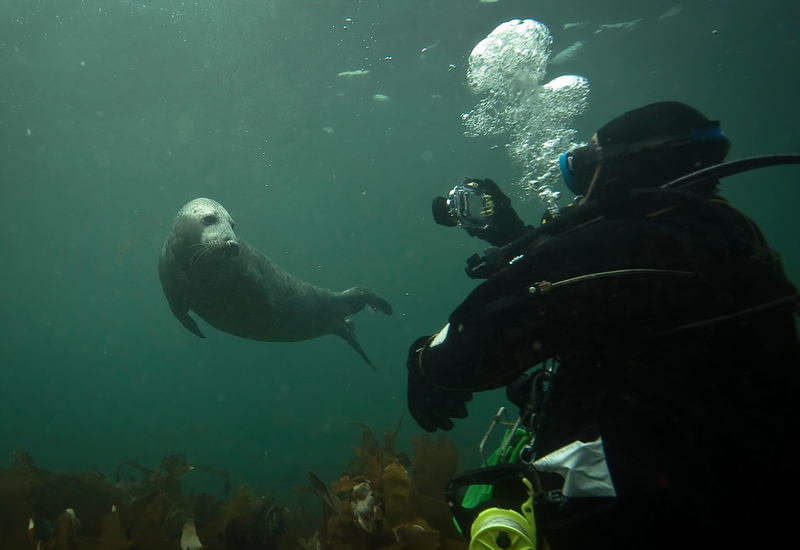 Don’t Touch the Seals | Getty Images Photo by Dan Kitwood