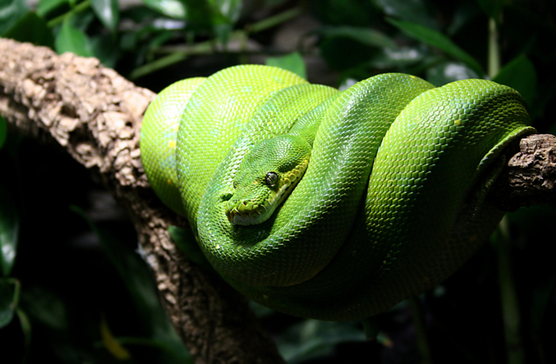 No Snakes Allowed | Alamy Stock Photo by Panther Media GmbH/igo-lounge