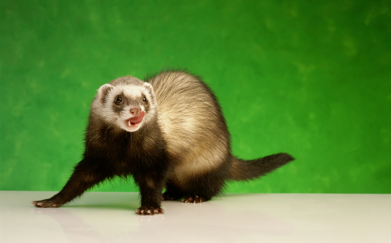 Ferret-Legging | Getty Images Photo By GK Hart/Vikki Hart