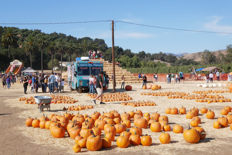 Pumpkin Chucking | Shutterstock