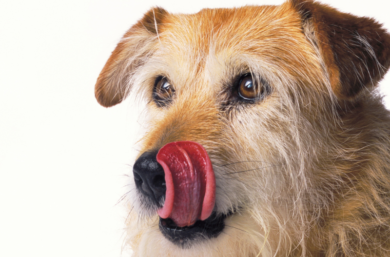 Lamiéndose los labios | Getty Images Photo by Peter Dazeley