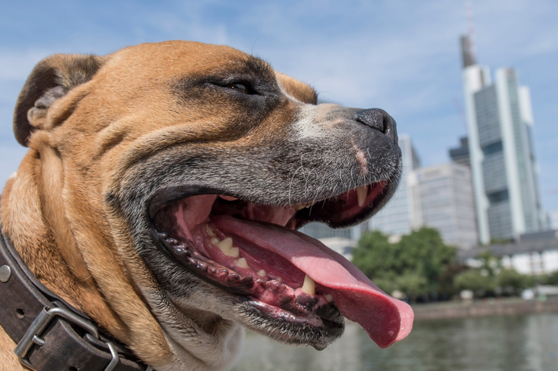 Por qué tu perro jadea | Getty Images Photo by Boris Roessler/picture alliance 