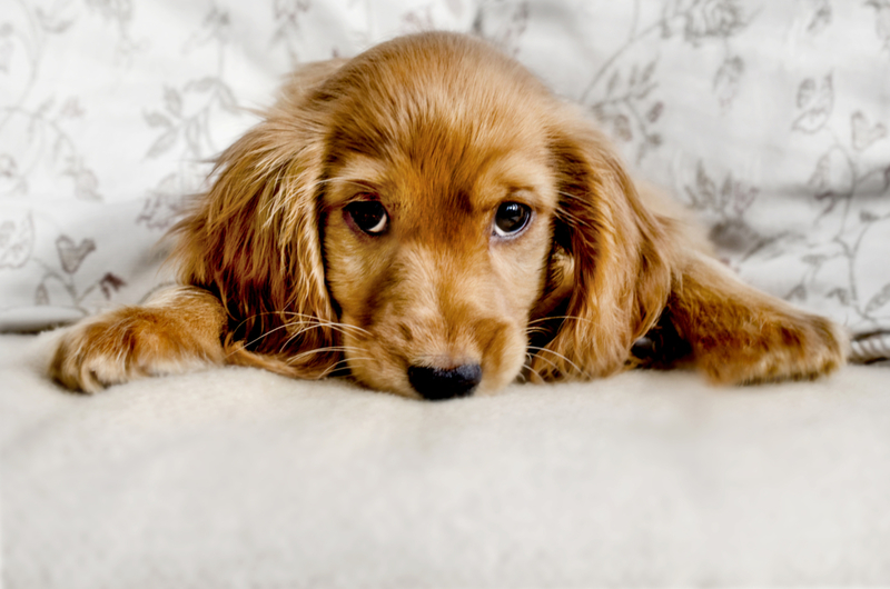 Ojos de cachorro | Getty Images Photo by Busybee-CR