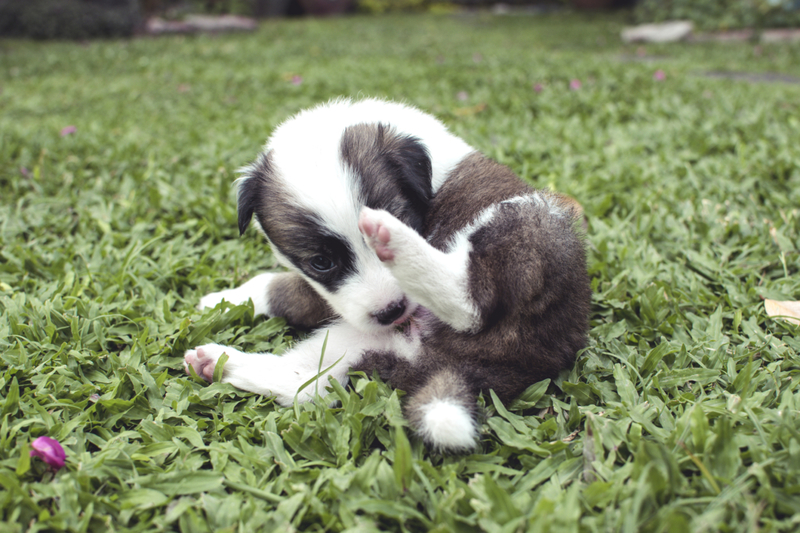 El significado oculto detrás de los comportamientos de tu perro, parte 2 | Getty Images Photo by Michael Edwards