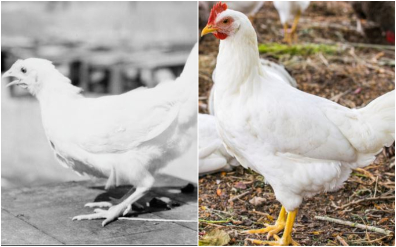 Broiler Chicken | Getty Images Photo by Dick Whittington Studio/Corbis & Ivdonata/Shutterstock