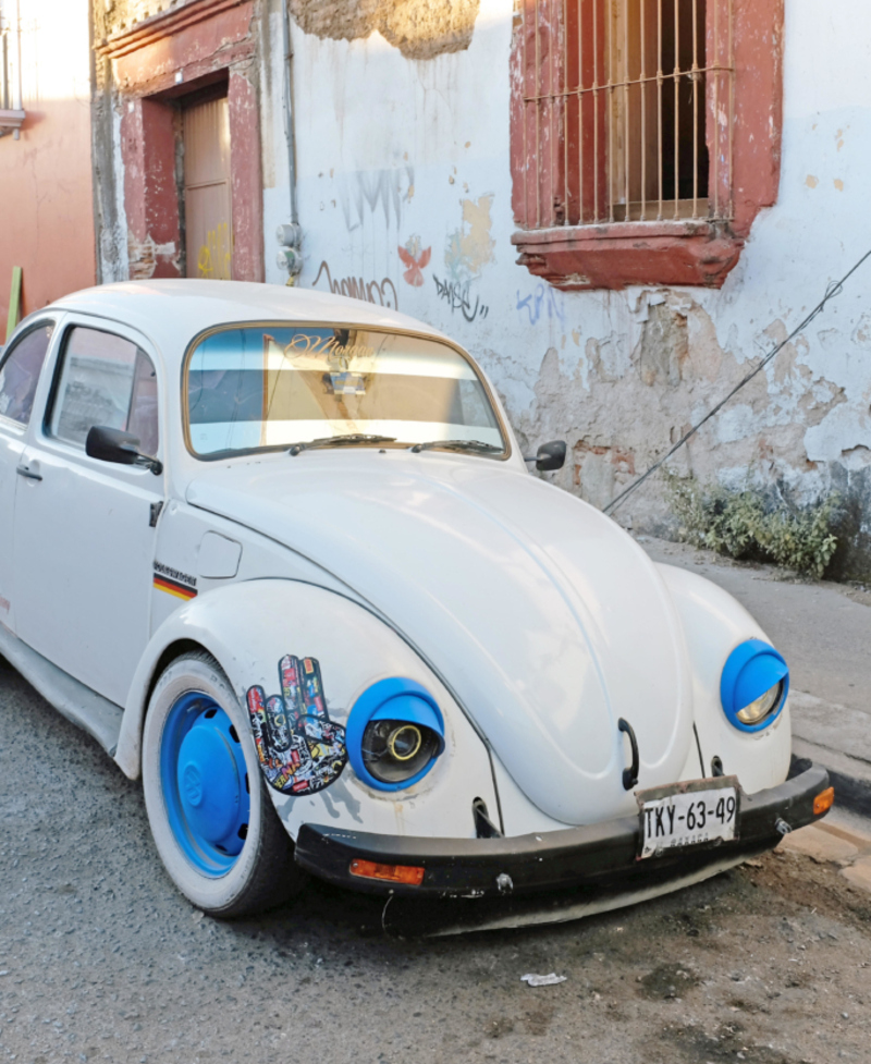 Blue-Eyed Beetle | Alamy Stock Photo