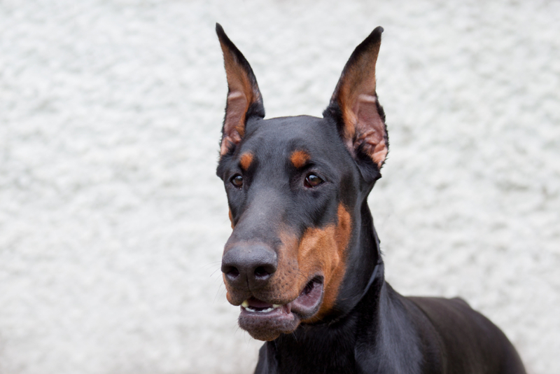 Dóberman pinscher | Alamy Stock Photo by Sergey Tikhomirov