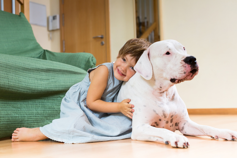 Dogo argentino | BearFotos/Shutterstock 